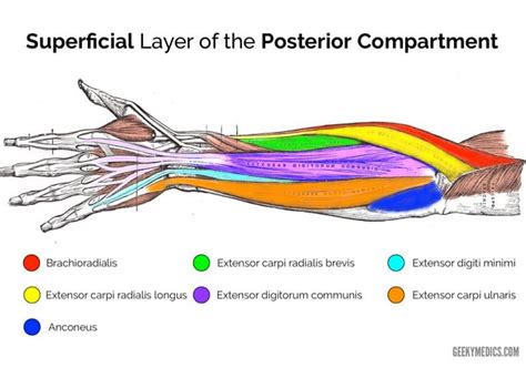 Muscles of the Posterior Forearm | Anatomy | Geeky Medics