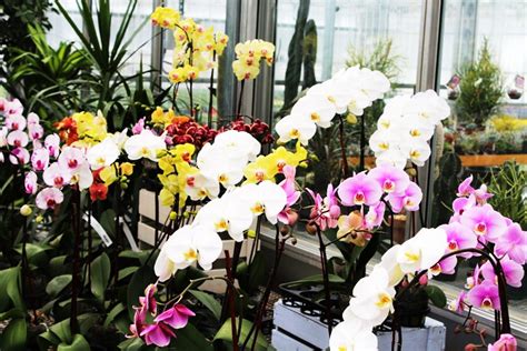 Tipos de orquídeas familias géneros especies clasificaciones y más