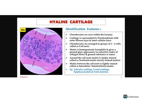 Solution Microscopic Slides Of Nervous Tissues Cartilage Bones