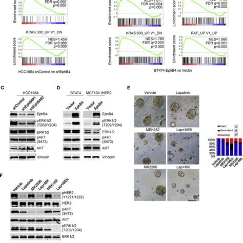 Overexpression Of Ephb4 Activates Kras Signaling In Her2 Positive Download Scientific Diagram