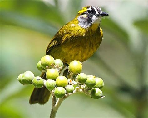 Safari Sri Lanka Yellow Eared Bulbul Endemic To Sri Lanka