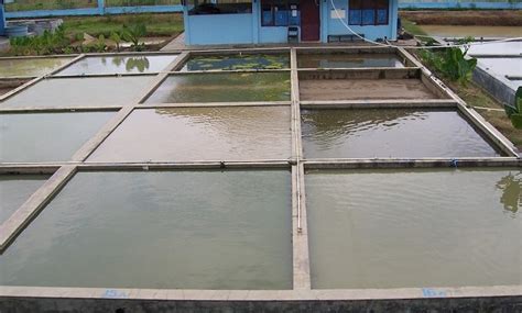 Cara Budidaya Ikan Gurame Di Kolam Tembok Agar Cepat Besar