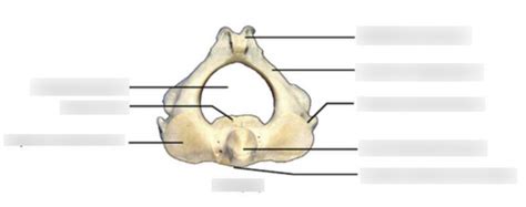 Feature Of Axis C2 Diagram Quizlet