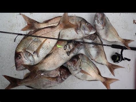 Jumbo Porgy Jigging Find And Catch Youtube