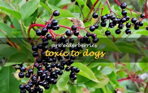 Are Elderberries Toxic To Dogs Shuncy