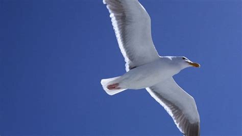 Jonathan Livingston Seagull 1973 MUBI