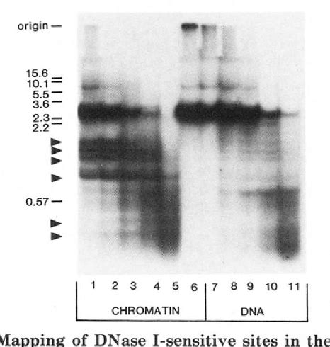 Figure From Chromatin Structure Of The Telomeric Region And