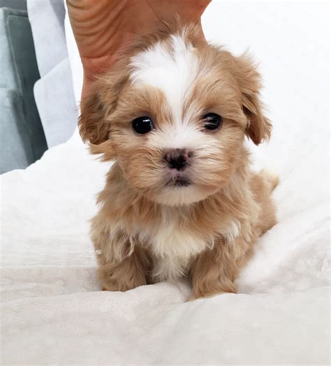 Teacup Puppies For Sale Near Me Under 500 Dollars At Jeffrey Wilkens Blog