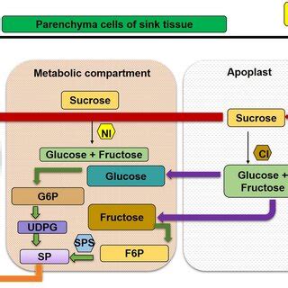 Functions Of Different Invertases Enzyme And Metabolic Sugar Enzymes In