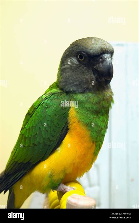 Parrot On A Stick Hi Res Stock Photography And Images Alamy