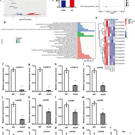 Global Gene Expression Changes In Oslhcb Rnai Mutant Plants At