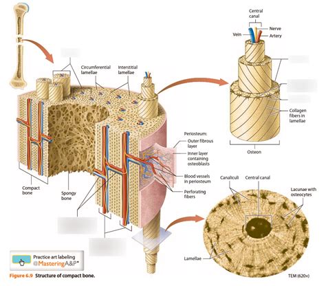 Compact Bone Diagram Lacunae : Osteon Of Human Bone Youtube : They ...