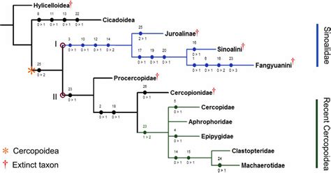 The Most Parsimonious Tree Inferred From Maximum Parsimony Analysis Download Scientific Diagram