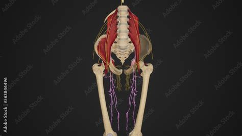 Anatomical Illustration of Obturator Nerve Stock Illustration | Adobe Stock