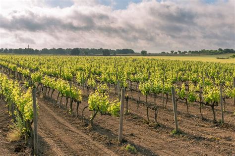 Feld Der Reben Im Frühling Mit Den Ersten Blättern Und Trauben Im