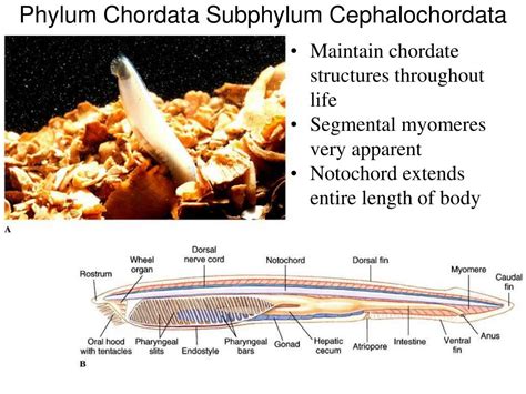 PPT Phylum Chordata PowerPoint Presentation ID 481618