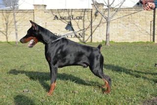 Le Teria Kennel Doberman Pinscher Puppies For Sale In Comanche OK