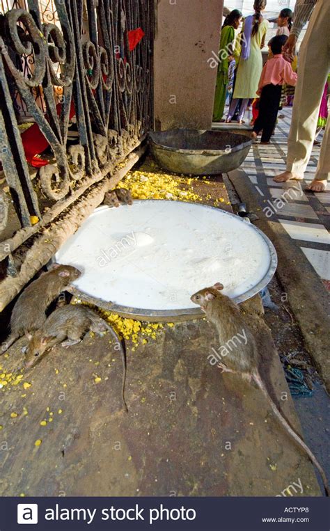 Inside The Karni Mata Temple Rat Temple With Rats Drinking From A