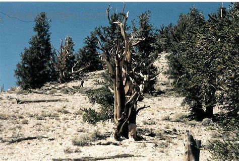 Plantfiles Pictures Great Basin Bristlecone Pine Pinus Longaeva