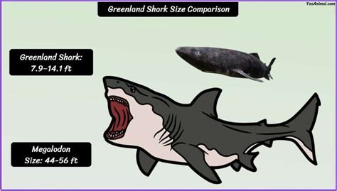 Greenland Shark Size: How Big Are They Compared To Others?