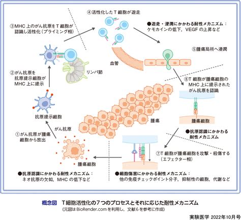 実験医学：免疫チェックポイント阻害薬の“耐性”に挑む〜がん免疫サイクルから見出す戦略 羊土社