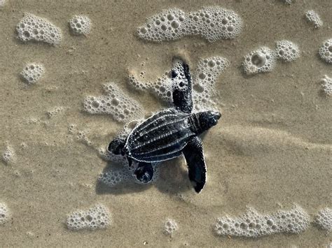 Leatherback sea turtle hatchlings emerge from Ocracoke Island for the first time in 16 years ...