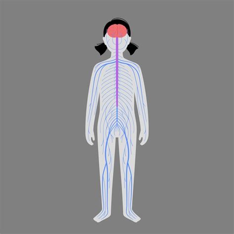 Premium Vector Human Nervous System