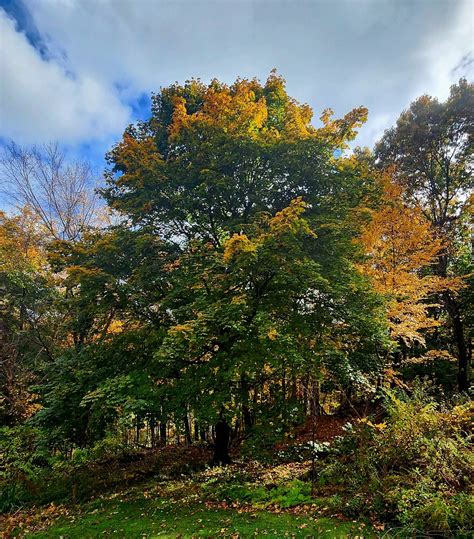 Under The White Oak Leaves Autumn Maple Tanja Chester Flickr