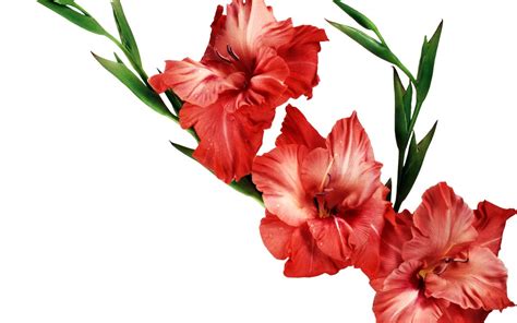 Top Gladiolus Wallpapers Full Hd K Free To Use