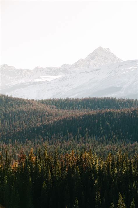 landscape layers, plant, photography, light, alpine, nature, aerial, eye, day, fir tree, forest ...