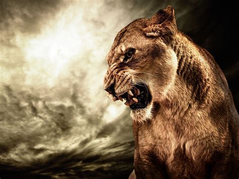 Lioness Wallpapers - Top Free Lioness Backgrounds - WallpaperAccess