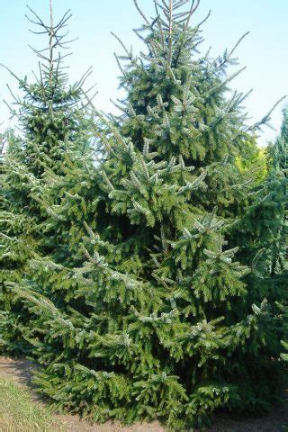 fast growing conifers – Healthy Food Near Me