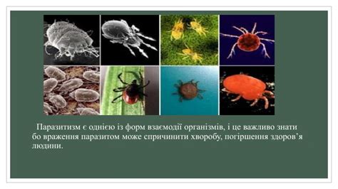 Презентація "Паразитичні членистоногі'