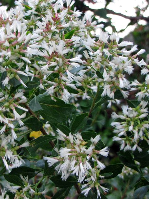 Groundsel Tree Invasive Exotic Plants Of North Carolina · Inaturalist