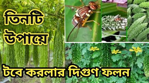 মাএ তিনটি উপায়ে টবে করলার পরিচর্যা করলেই ফলন হবে দ্বিগুণ L সহজে করলা