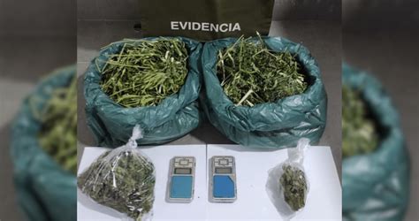 ¡impactante Descubrimiento Hombre Detenido Con Más De 2700 Dosis De Marihuana Valuadas En 13