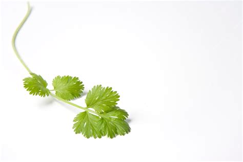 Premium Photo Single Twig Of Fresh Coriandrum Sativum On White Background