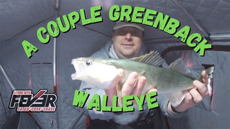 Couple Greenback Walleyes On Lake Winnipeg Youtube