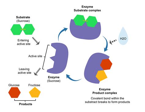Enzymes - Student Academic Success 