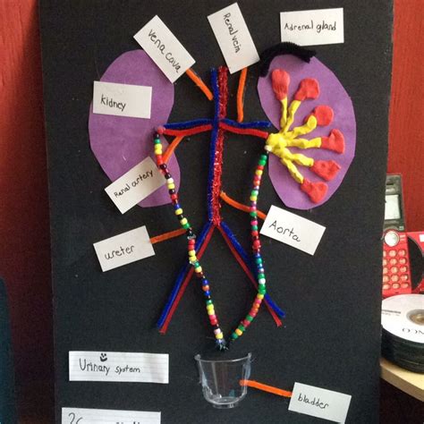 Urinary System Biology Projects School Projects Projects