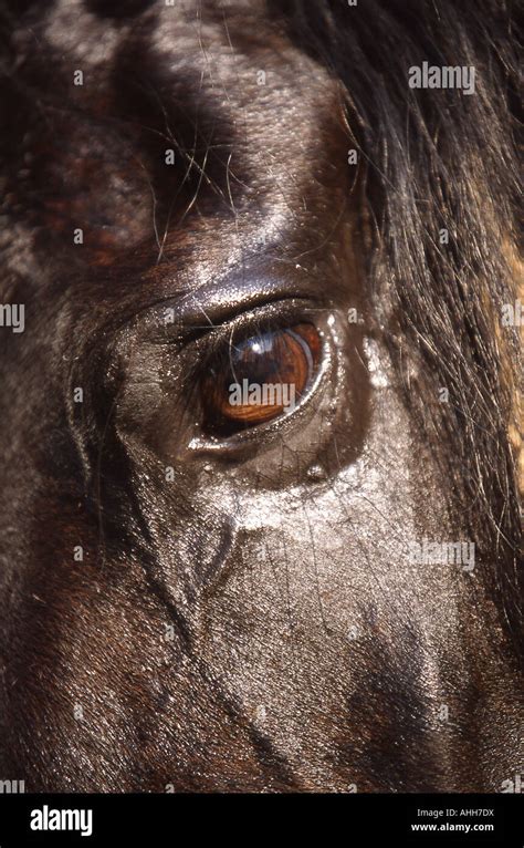 Friesian horse - eye Stock Photo - Alamy