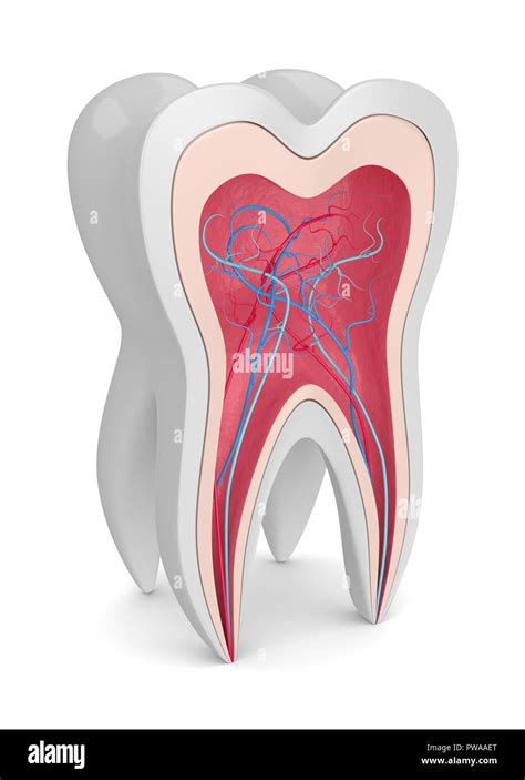 D Render Of Tooth Cross Section With Nerves And Blood Vessels Over