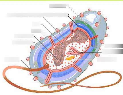 Bacteria Estructura