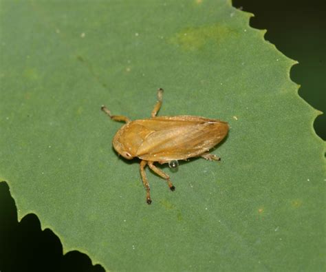 Meadow Spittlebug Philaenus Spumarius Bugguide Net