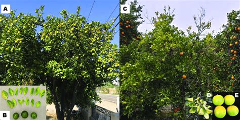 Comparison Of Qpcr Confirmed Washington Navel Tree Infected With Download Scientific Diagram