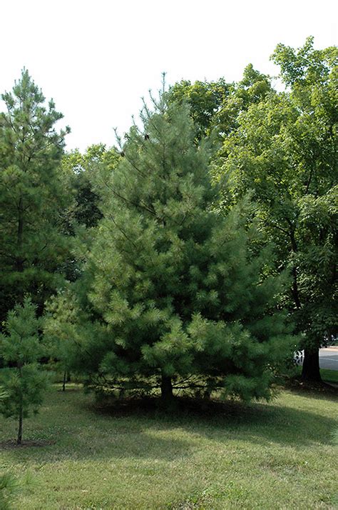 Loblolly Pine Pinus Taeda In Oklahoma City Edmond Norman Moore