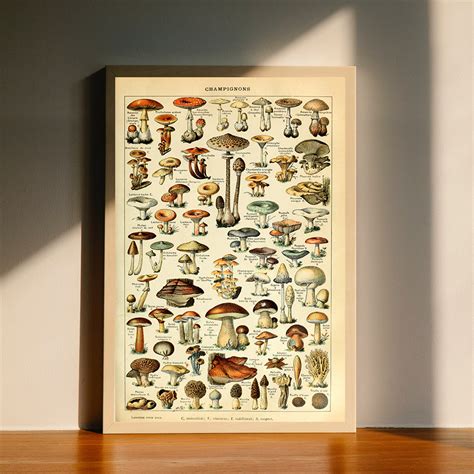 Educational Vintage Mushroom Chart Biology Science Fungi Art Inspire Uplift