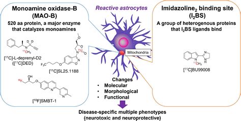 Frontiers Imaging Of Reactive Astrogliosis By Positron Emission