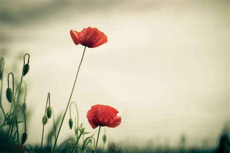 3840x2160 resolution | depth of field photography red poppy flower HD ...