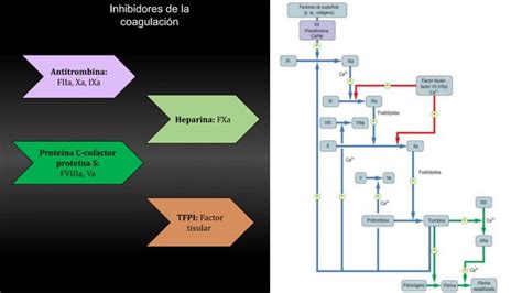 Cascada De La Coagulacion Con La Via Extrinseca E Intriseca PPT